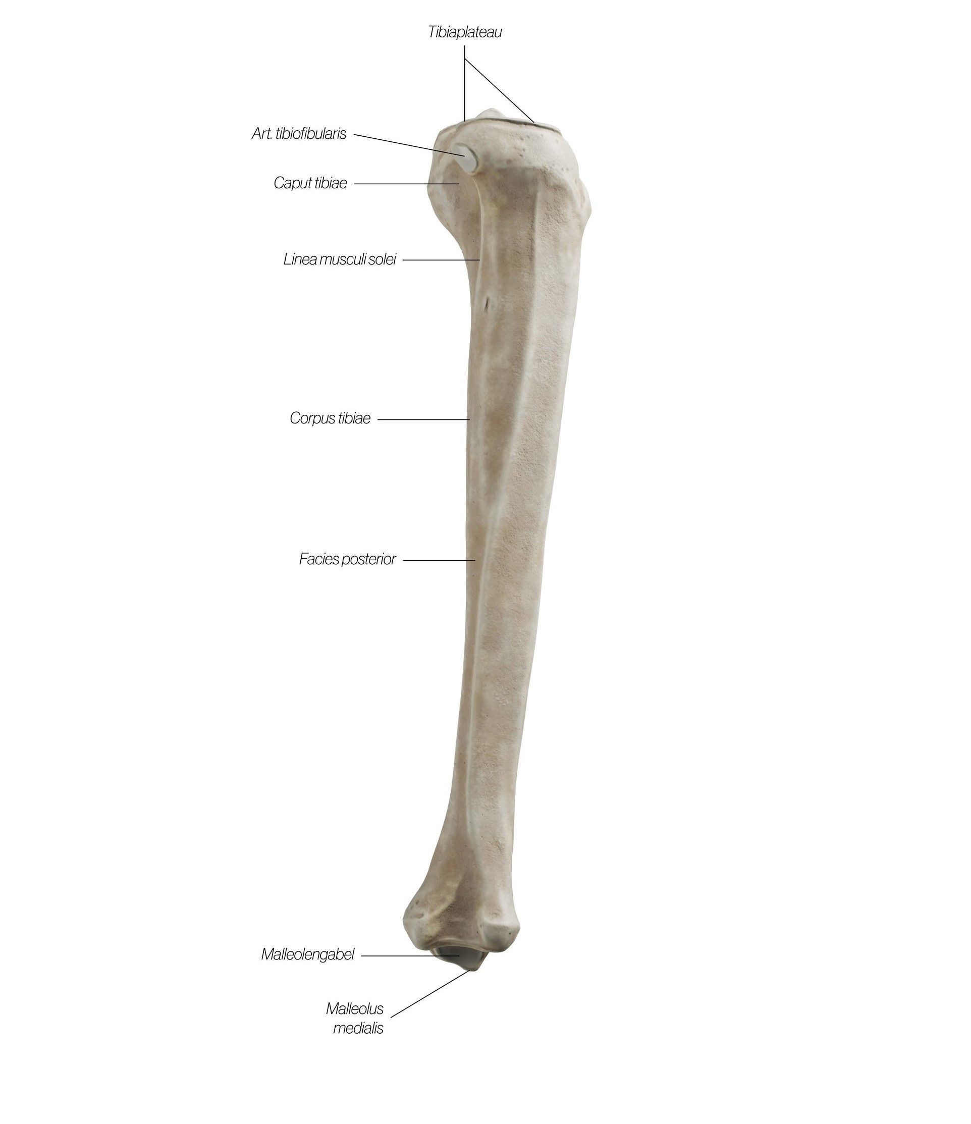 tibia_lateral1_pc9ict.jpg