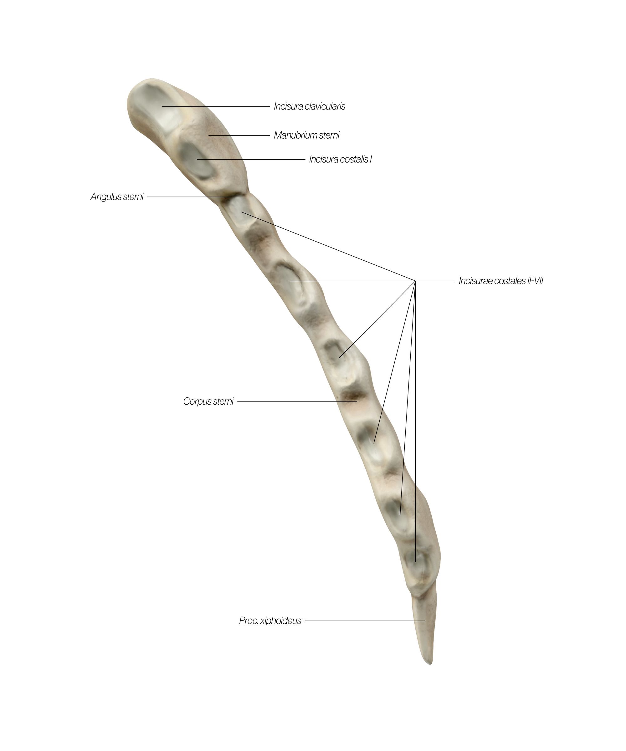 sternum_lateral_updated_odaozj.jpg