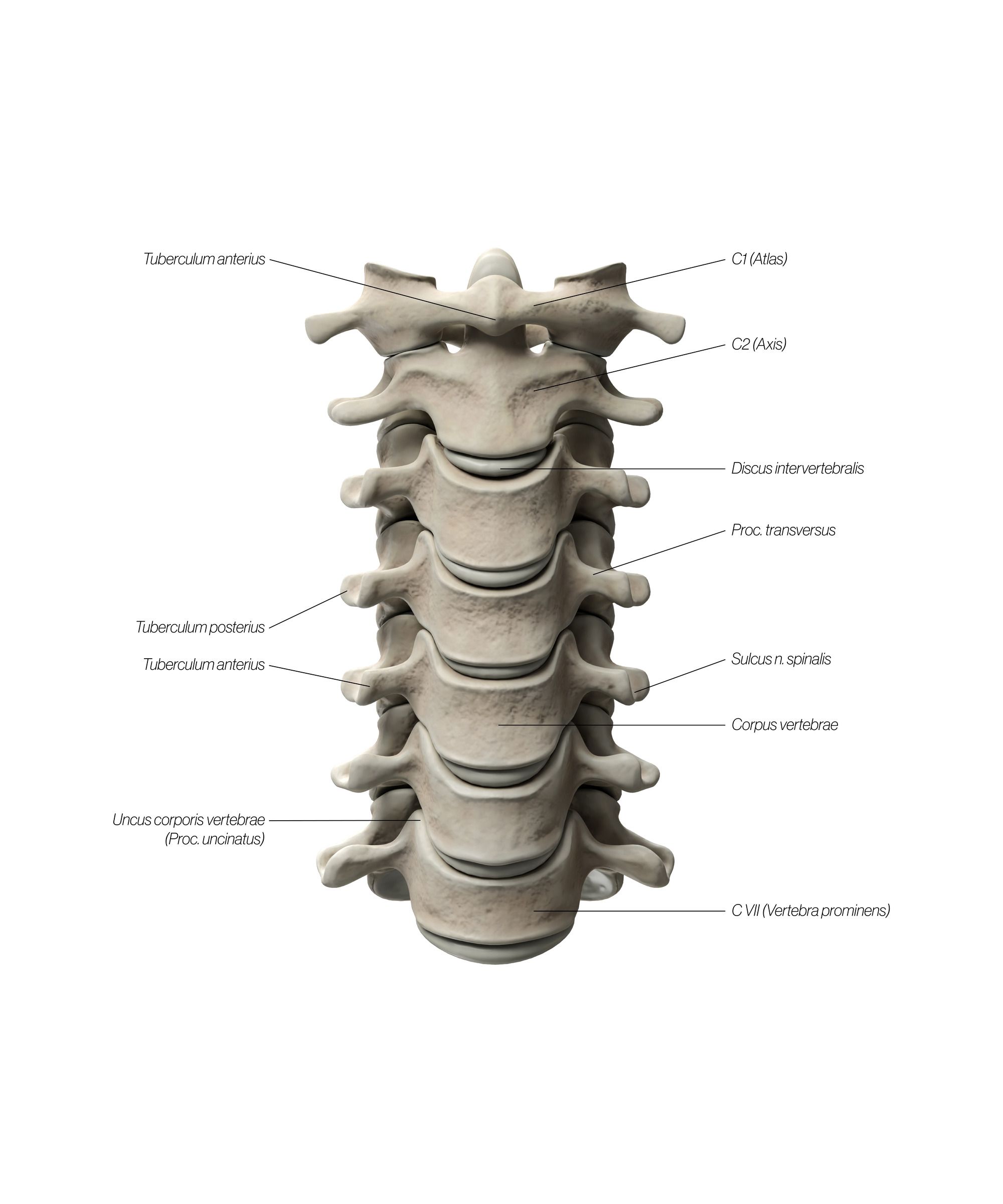 cervical_frontal_updated_ublb7n.jpg