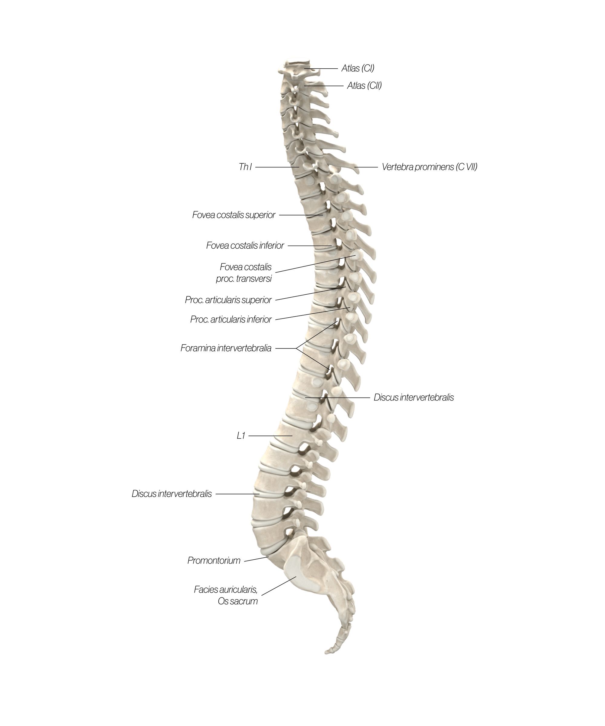 spine_lateral_updated_uunewq.jpg