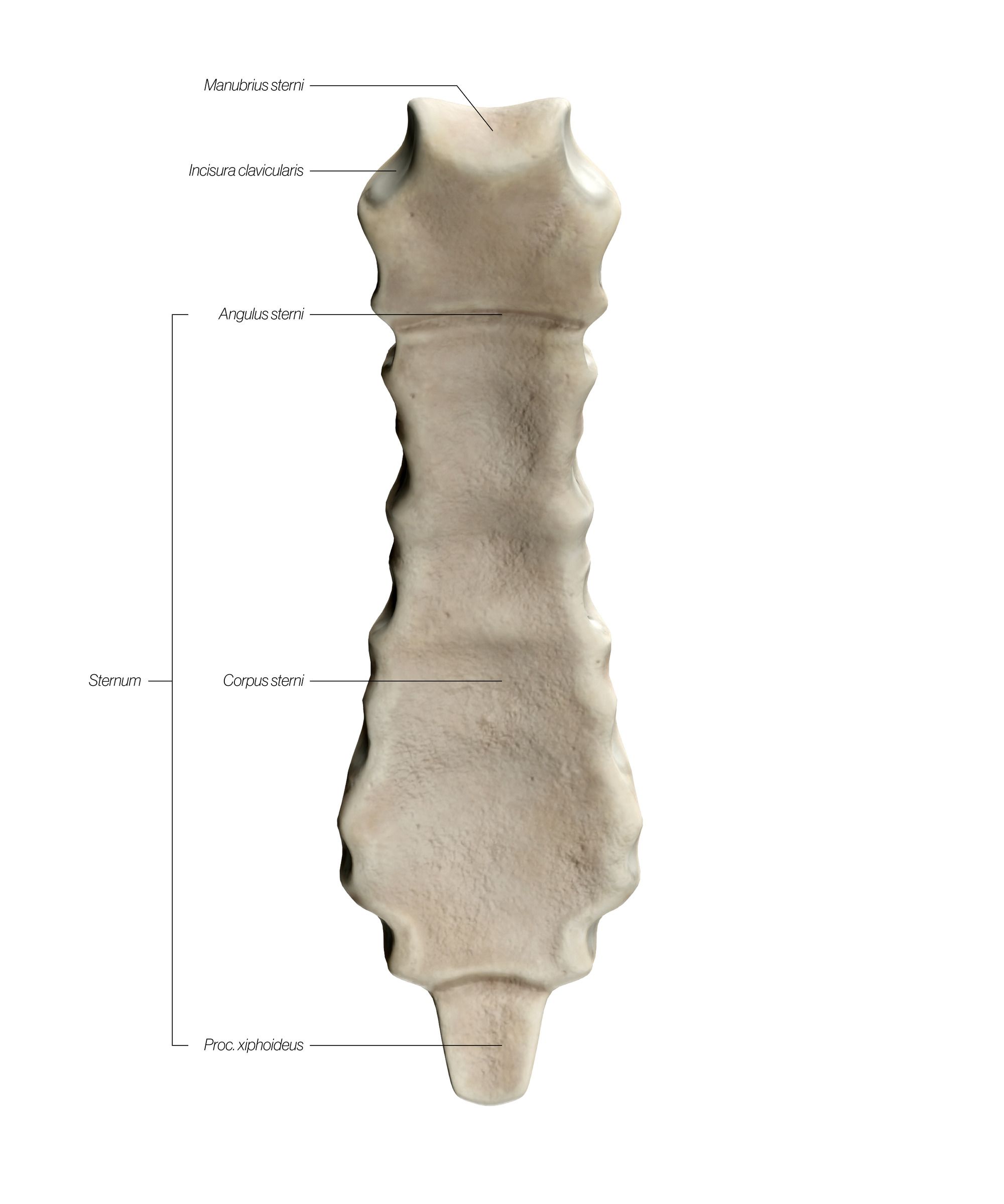 sternum_dorsal_updated_tbohjn.jpg