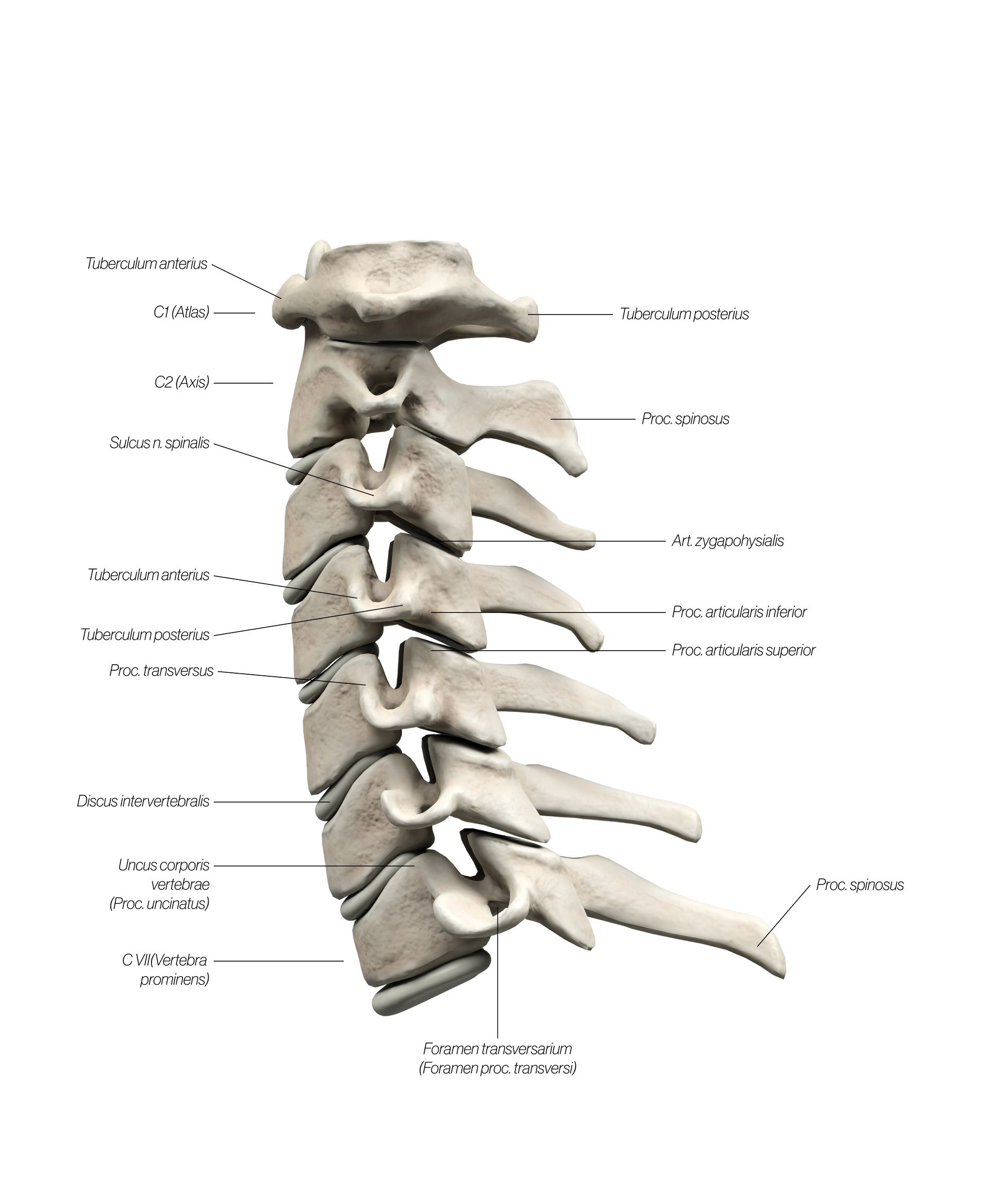 cervical_lateral_updated_uep6jn.jpg