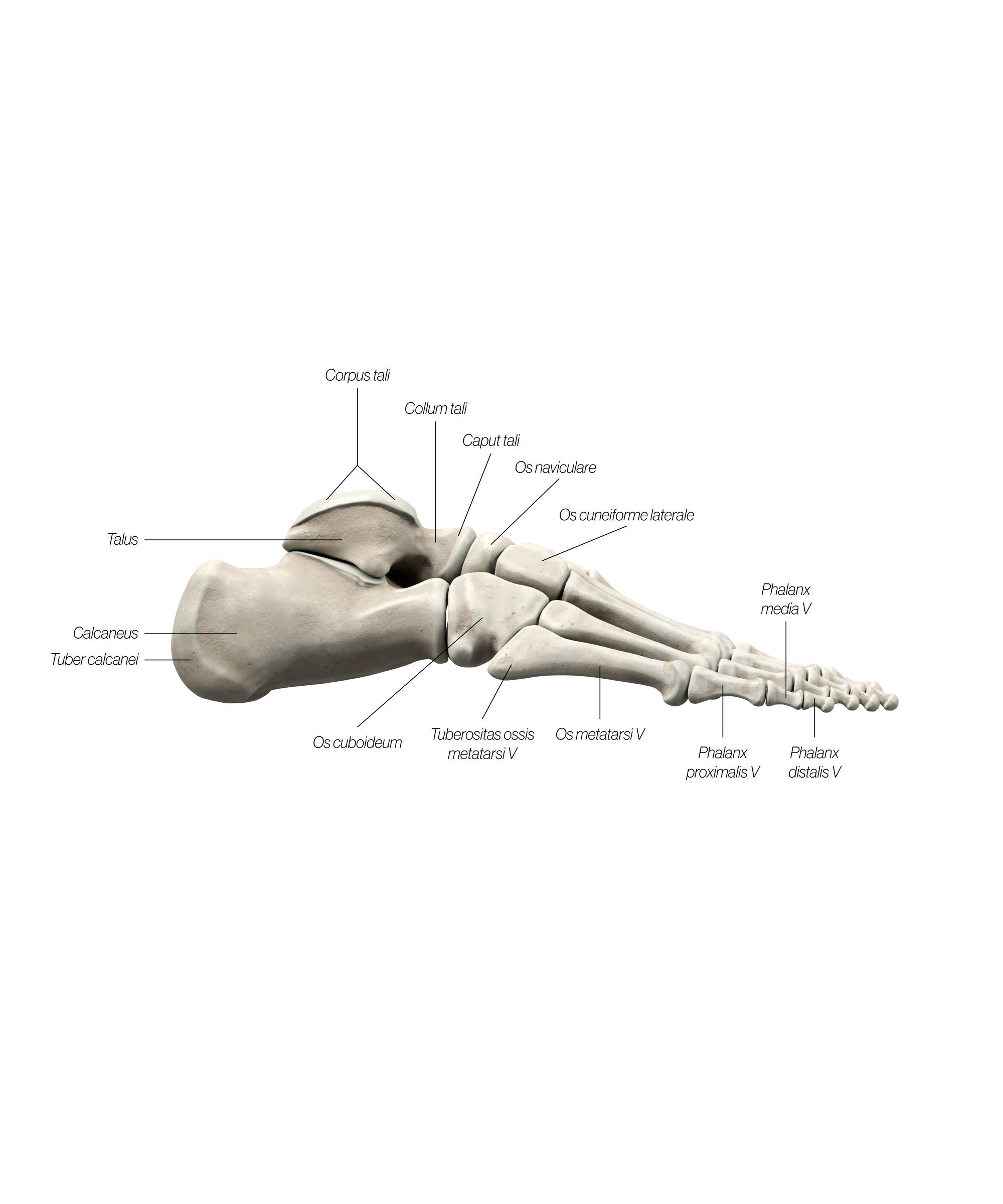 foot_lateral_updated_qv3fmt.jpg