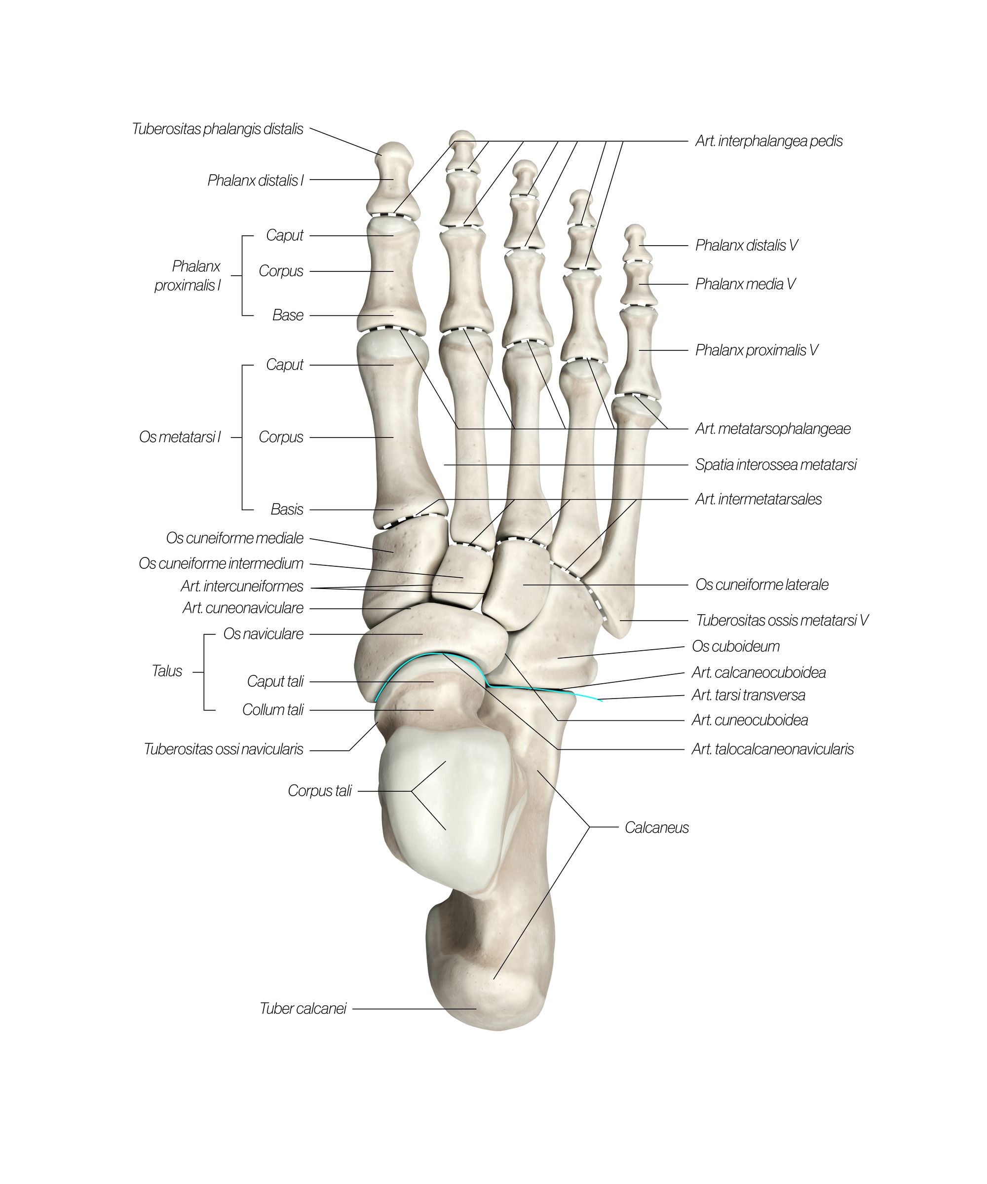 foot_dorsal_updated_zmxnh2.jpg