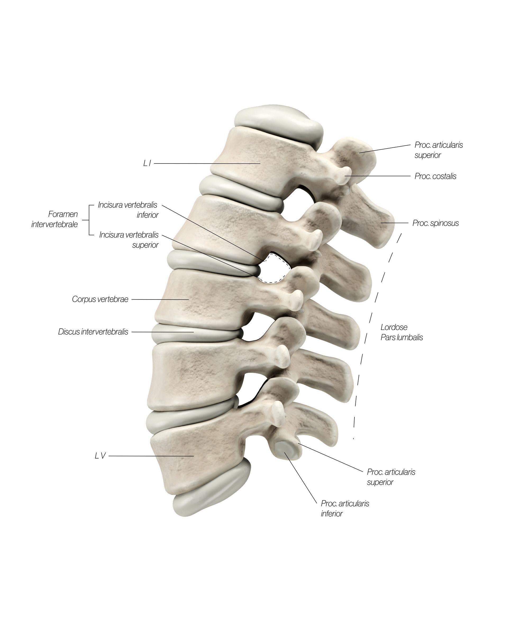 Lumbar_Lateral_2_elkuxn.jpg