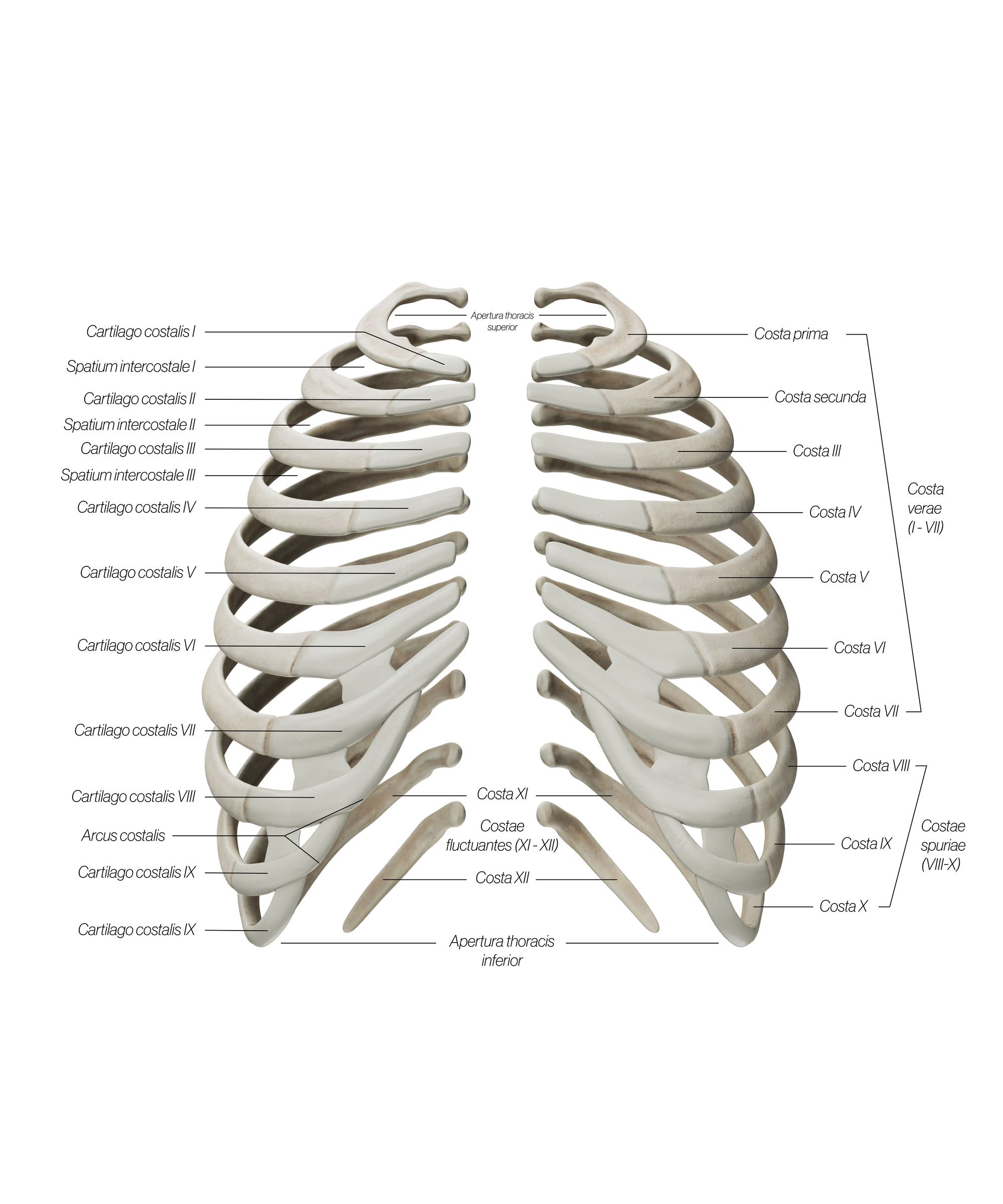 Ribs_Front_2_is6ahe.jpg