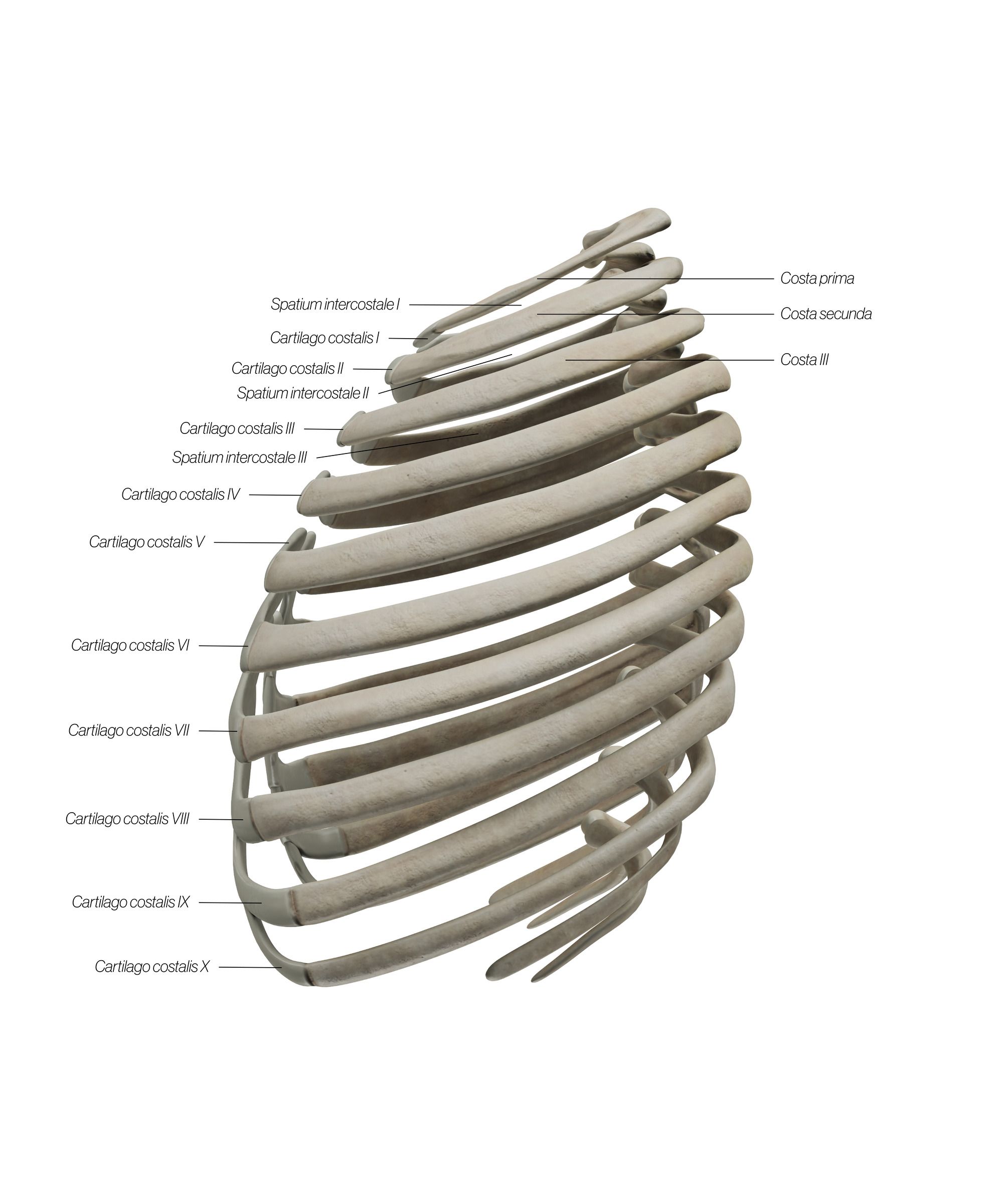 Ribs_Lateral_2_hcflhm.jpg