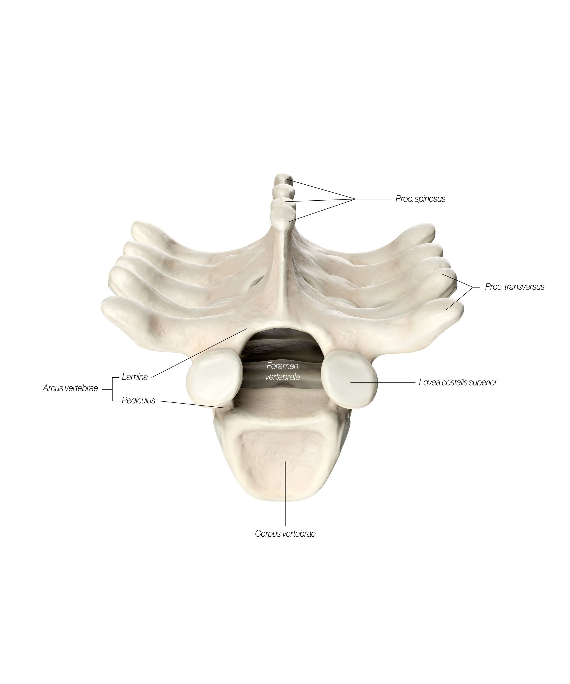 Thoracic_Top_2_wd6vpv.jpg