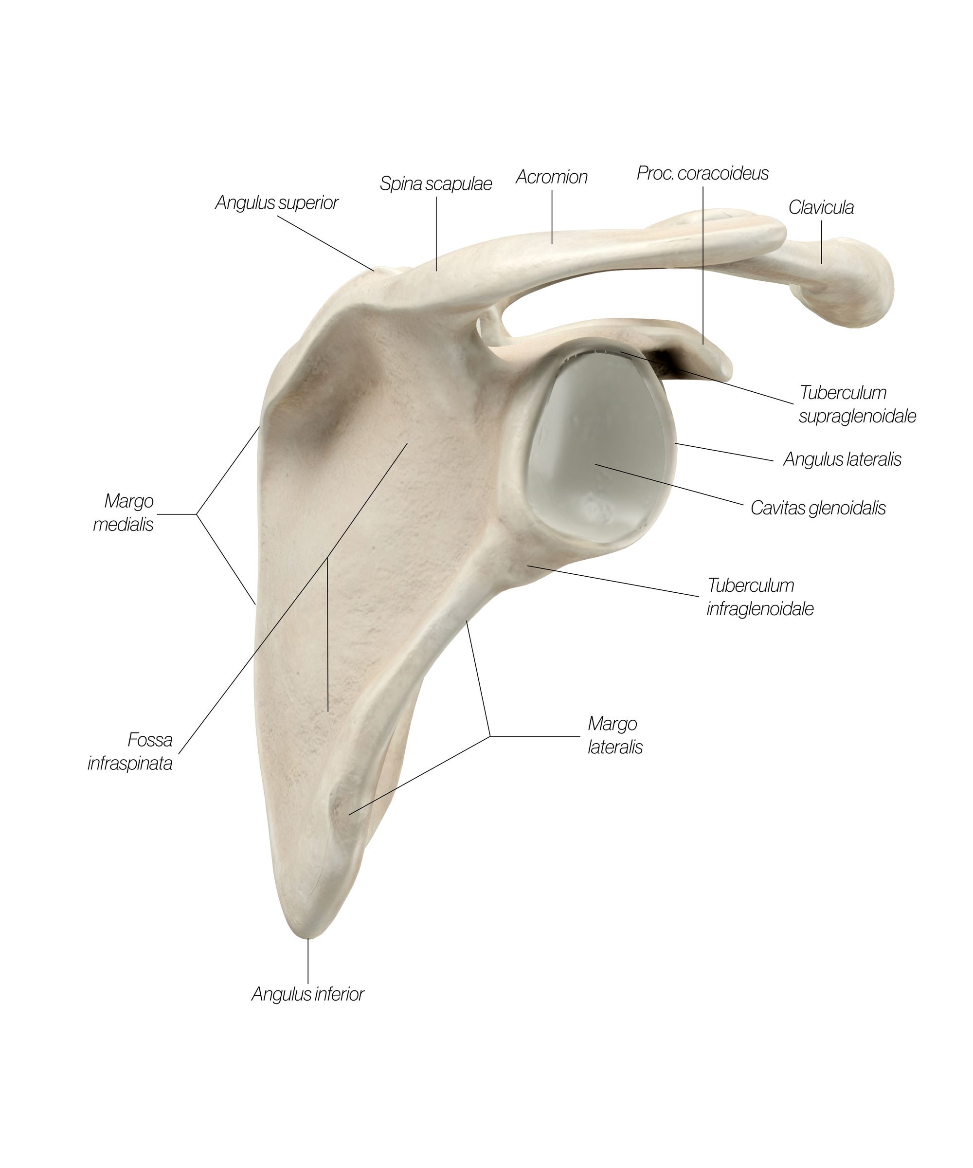 Shoulder_Girdle_Lateral_2_wuq0b9.jpg