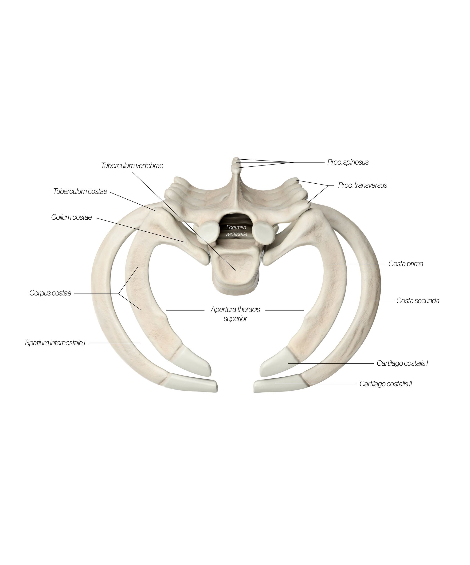 Thoracic_Vertebrae_Ribs_Top_2_ng6rzp.jpg