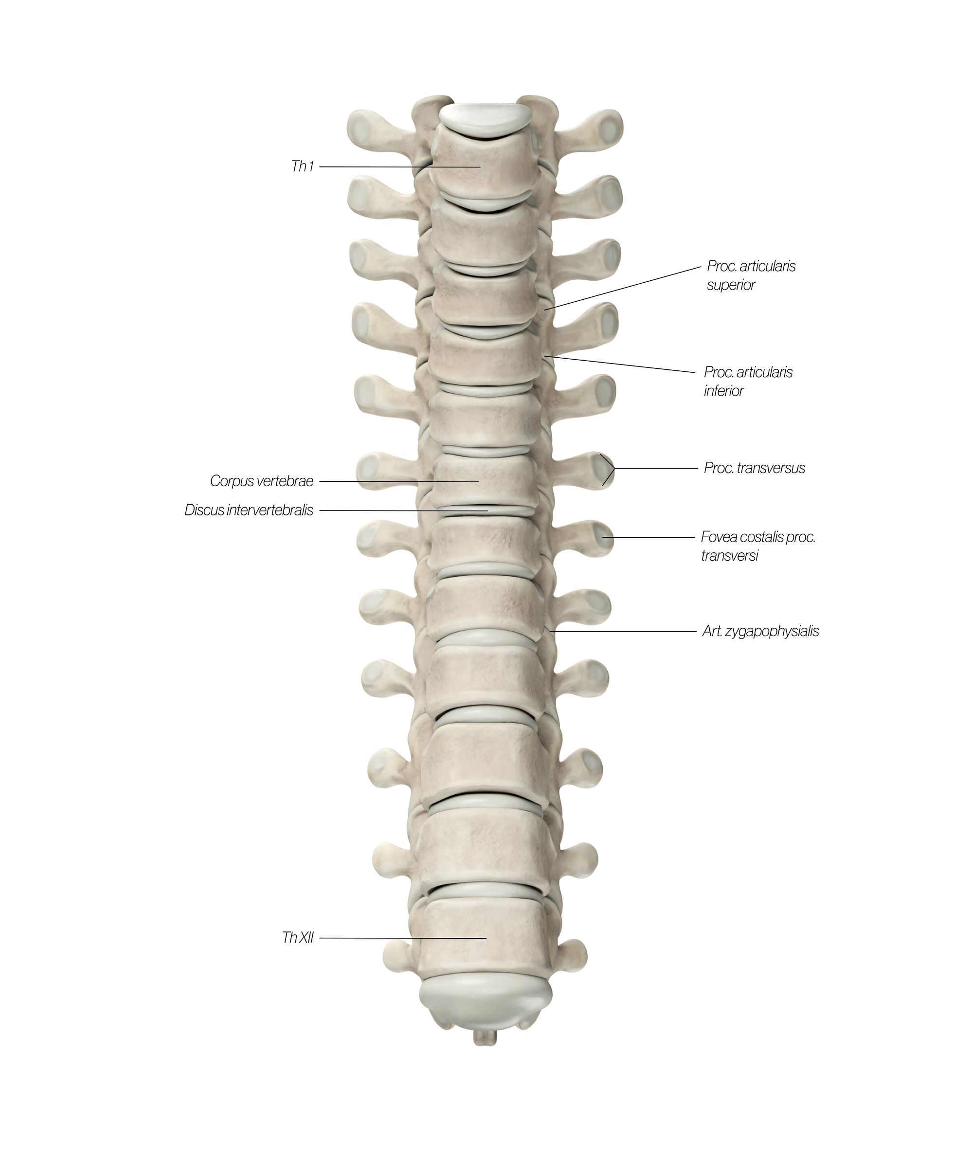 Thoracic_Front_2_jcczld.jpg