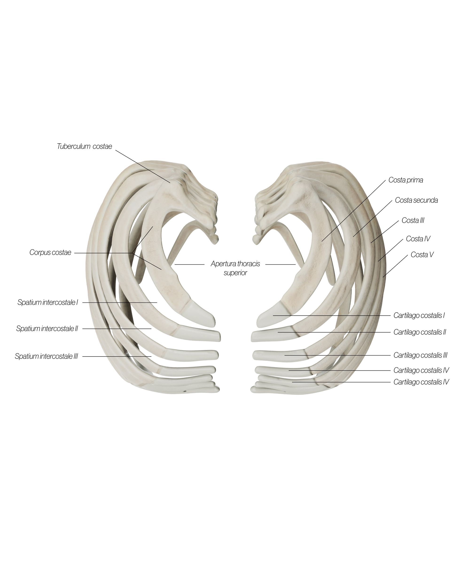 Ribs_Top_2_v6wlbn.jpg