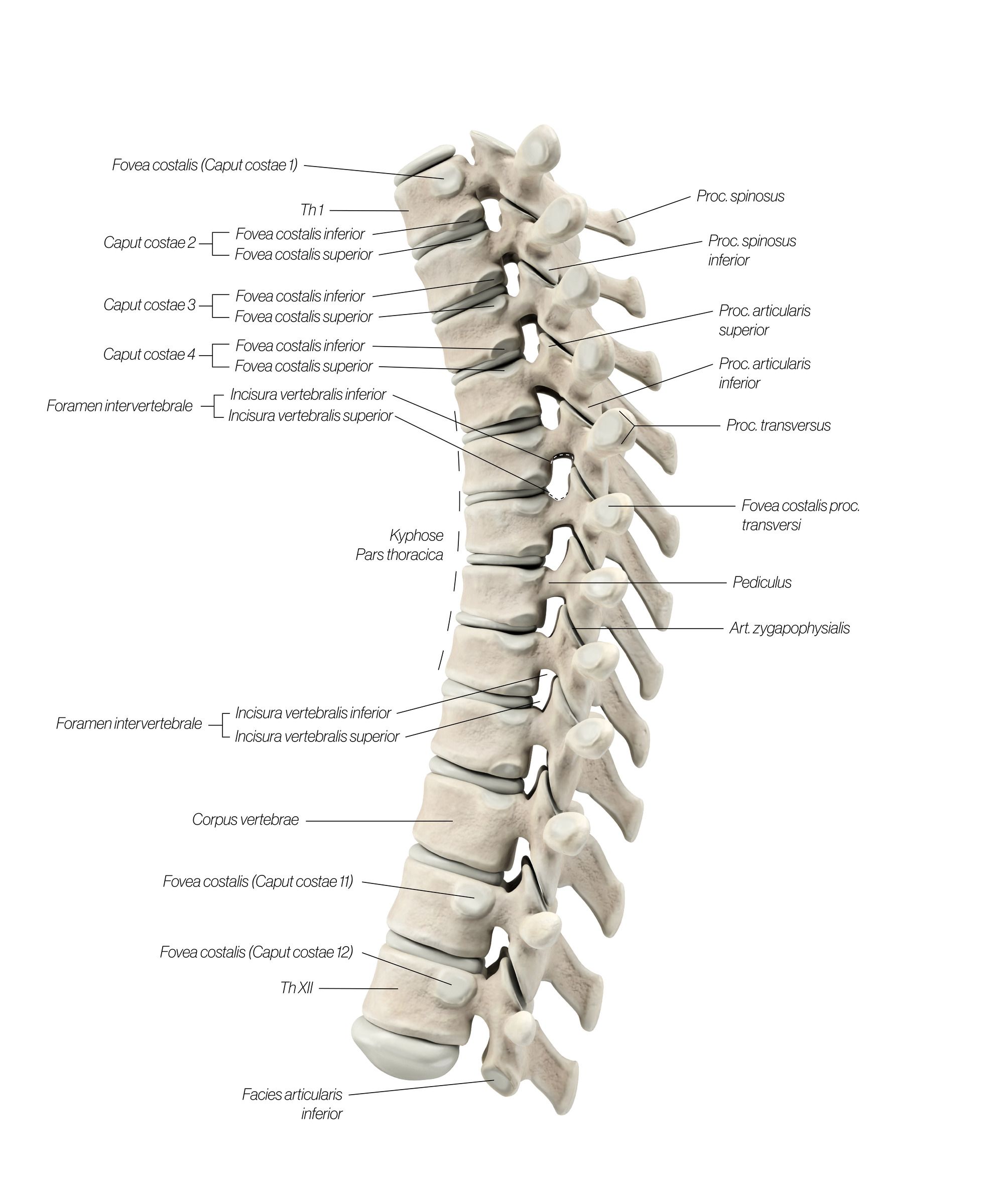 Thoracic_Lateral_2_gtlcjy.jpg