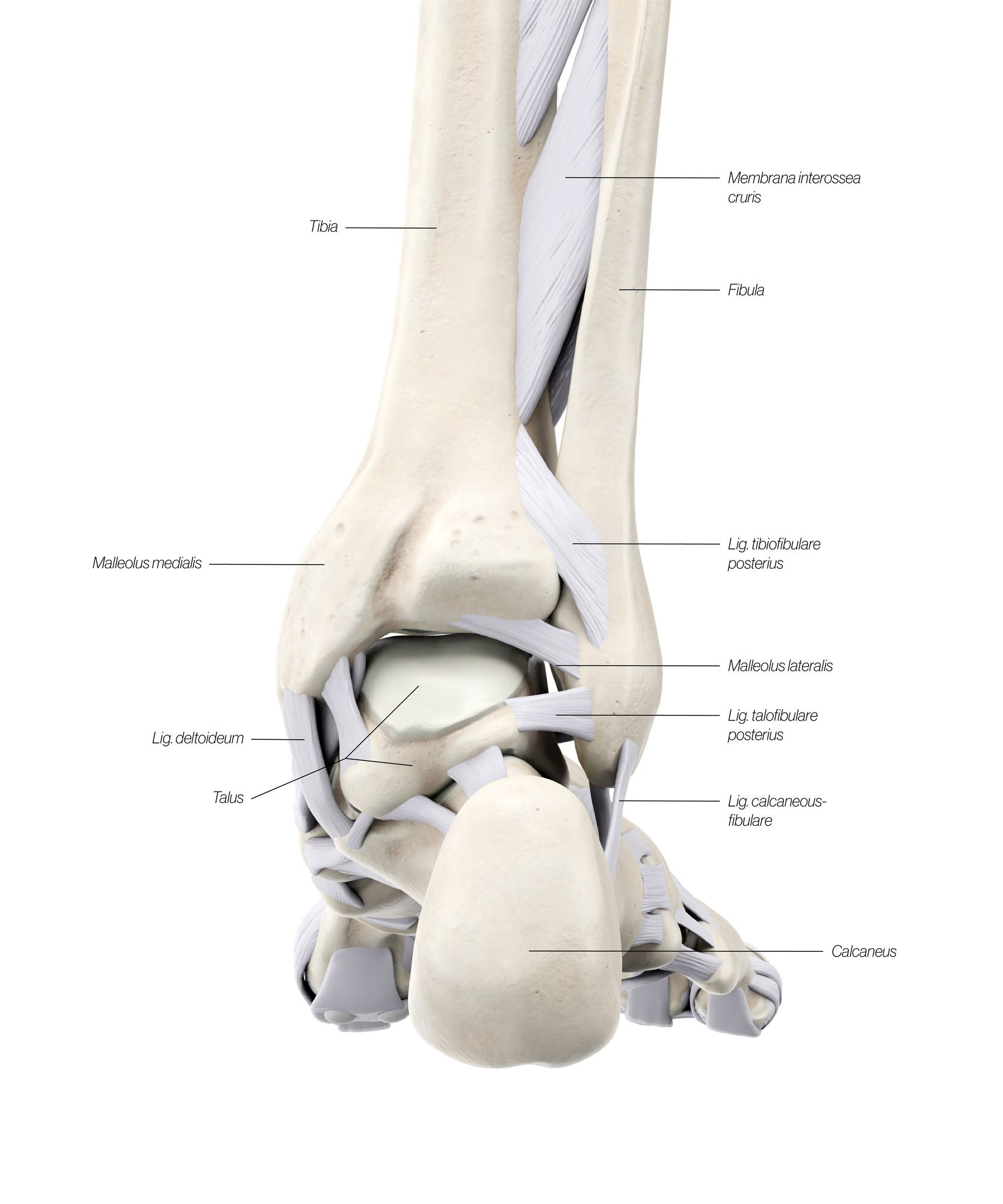 Foot_Lig_Back_pk210y.jpg