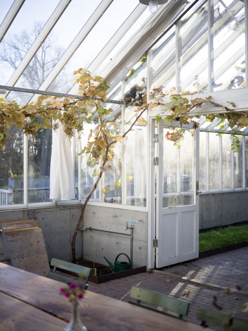 Veksthus med druer