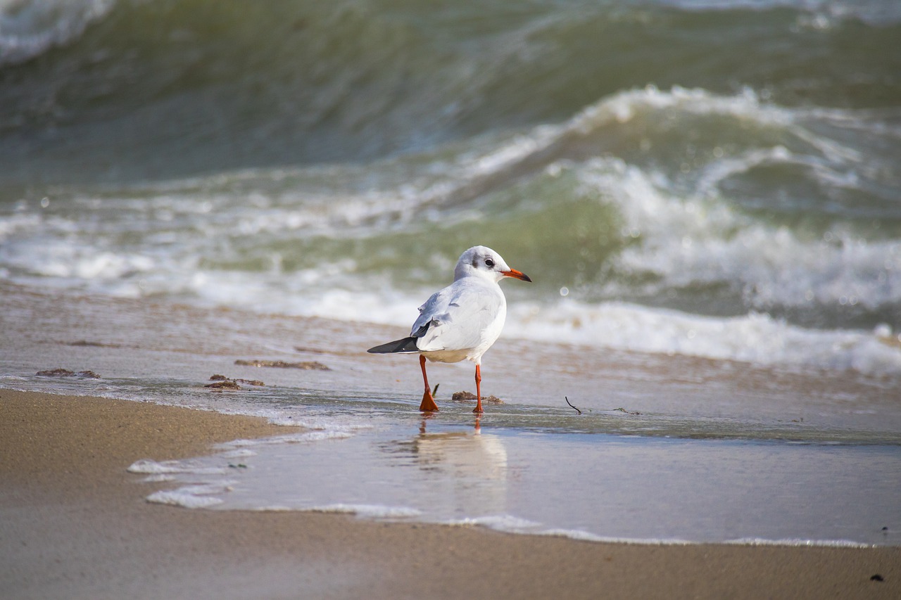 Beach Image 2