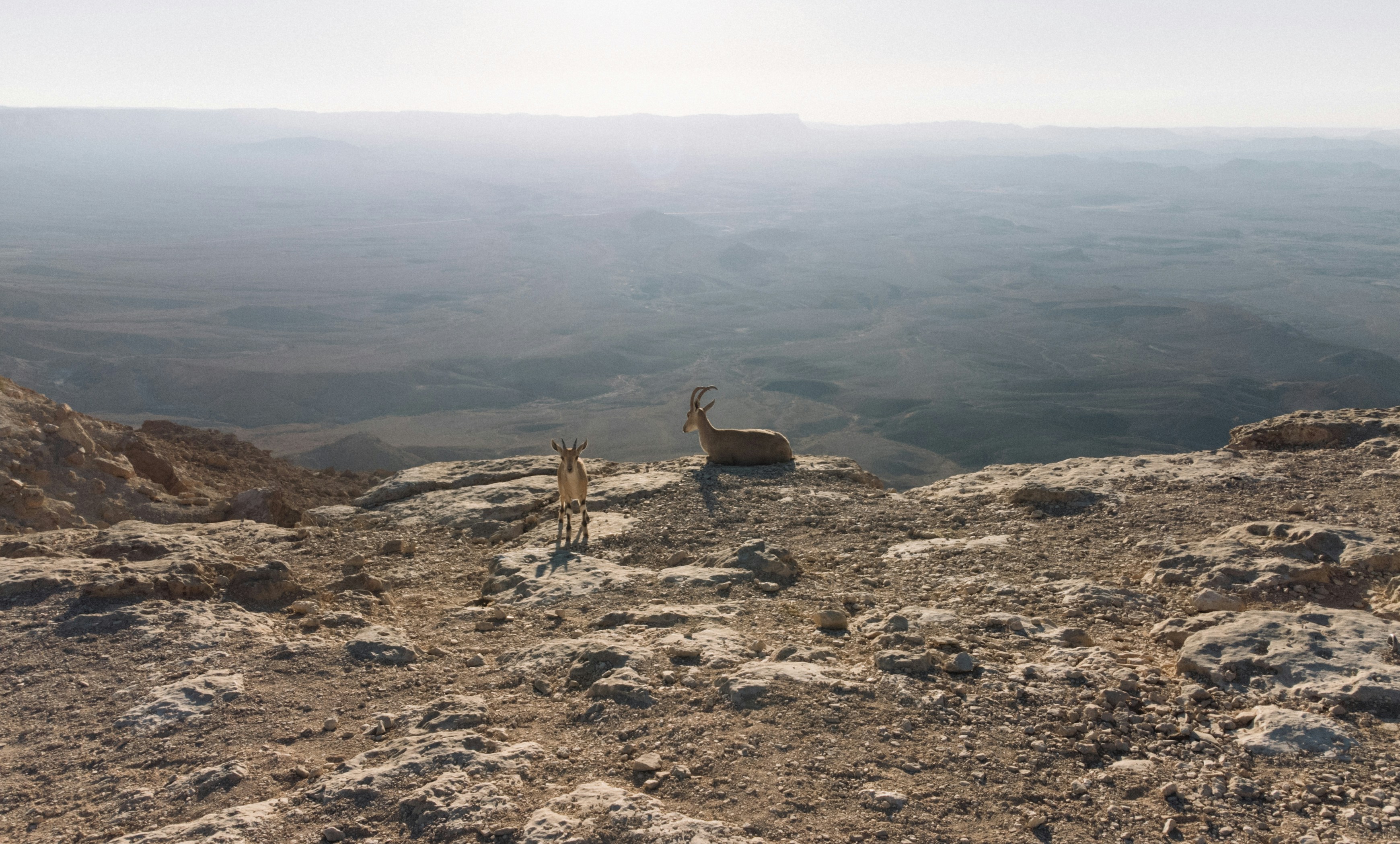 תוכנית טיול במצפה רמון