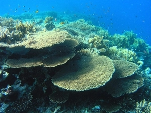 Underwater dive in Ksamil, Albania