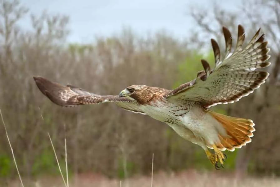 The Biblical Meaning of Seeing a Hawk