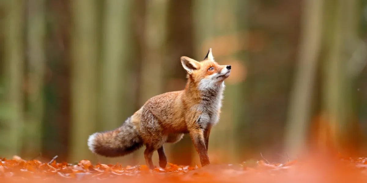 Seeing a Fox Meaning Spiritual Meaning Of a Fox