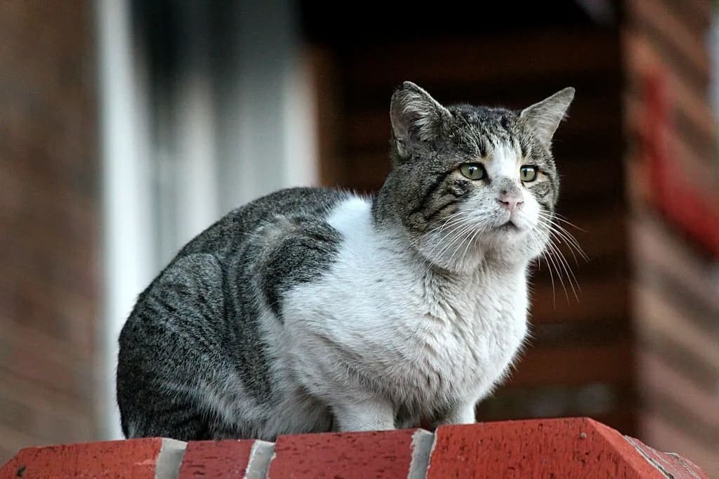 How to Keep a Cat From Going Outside?