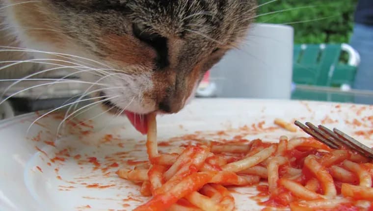 Can Cats Eat Noodles Pasta and Spaghetti