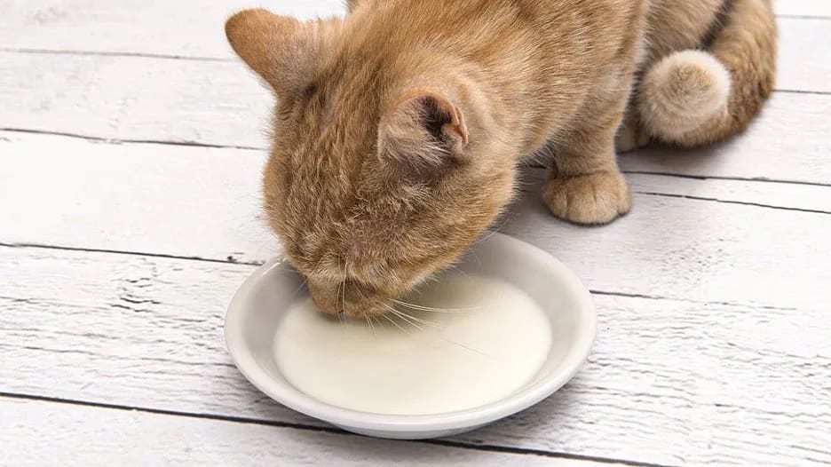 Can kittens drink soy milk top