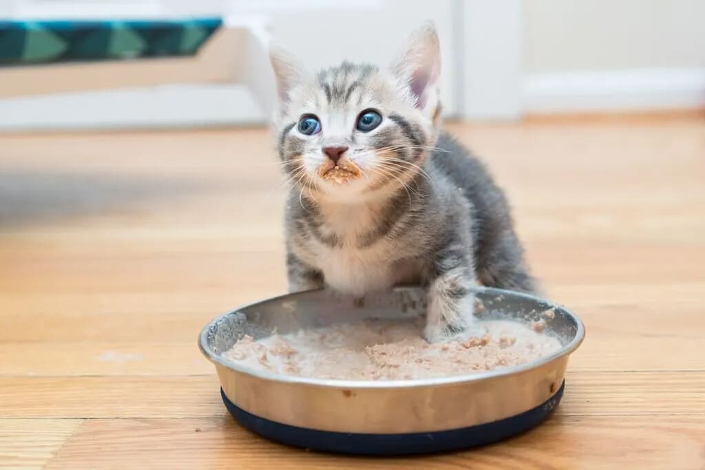 Can kittens eat wet cat food best sale