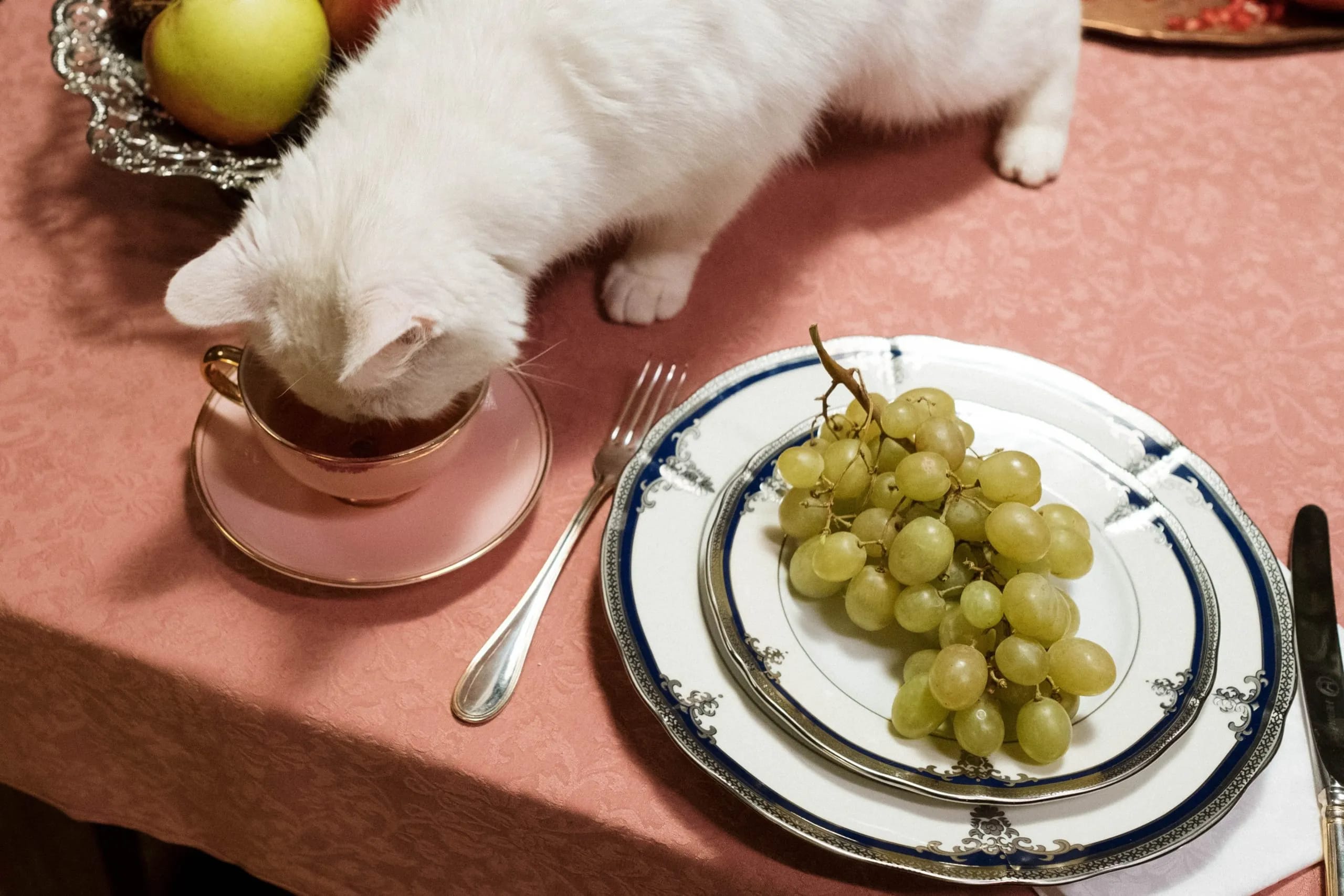 Are grapes shop ok for cats