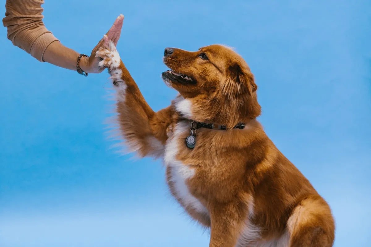 8 Clear Signs My Dog is Jealous of New Puppy