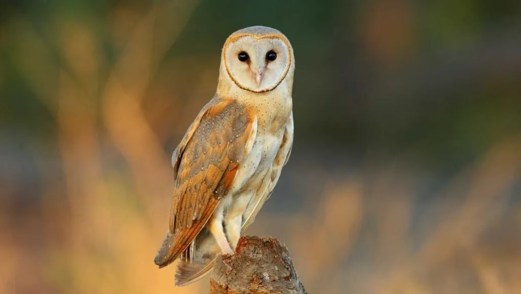 What Does A White Owl Symbolize? SmokeyMystery