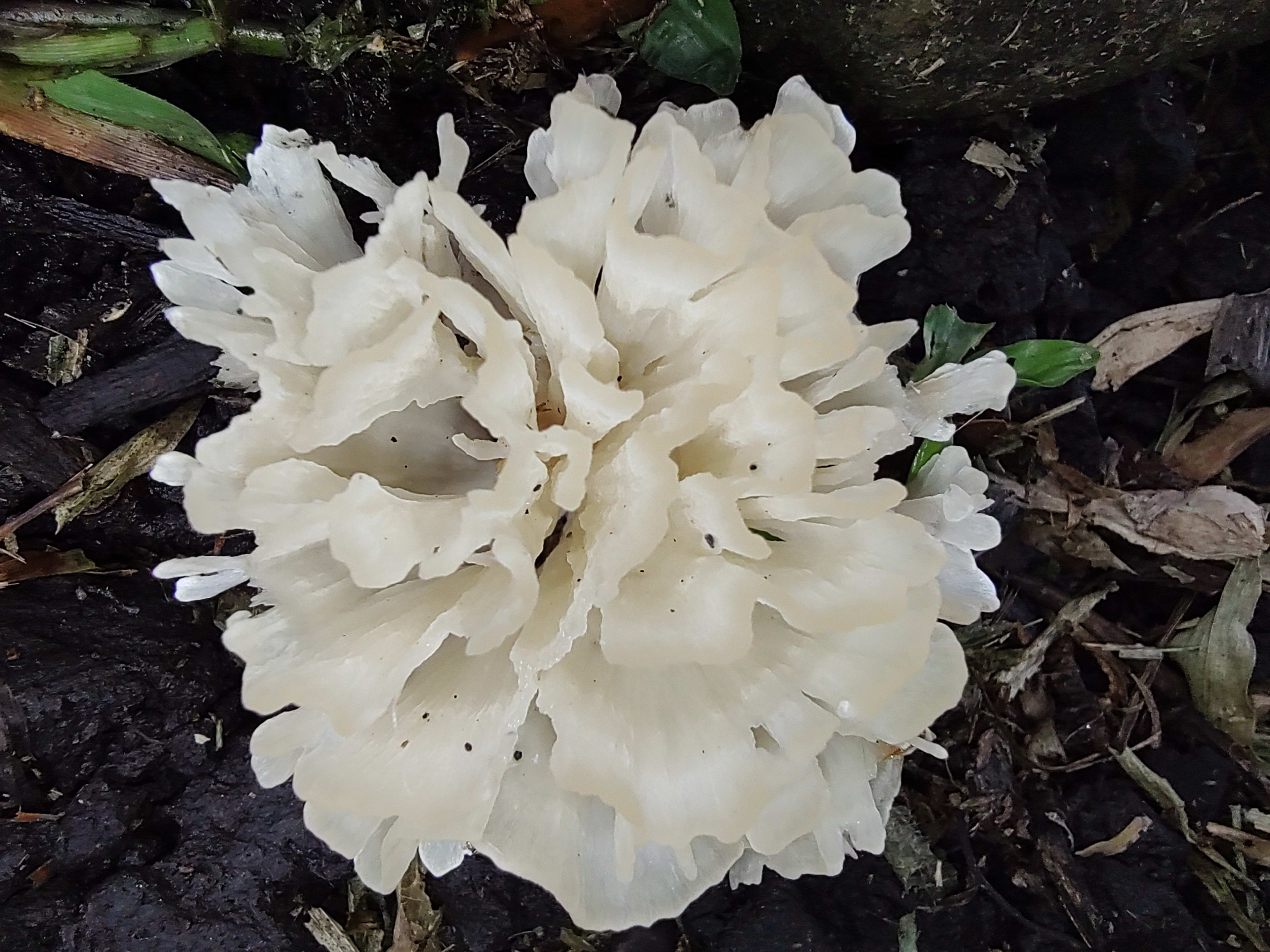Fungus 