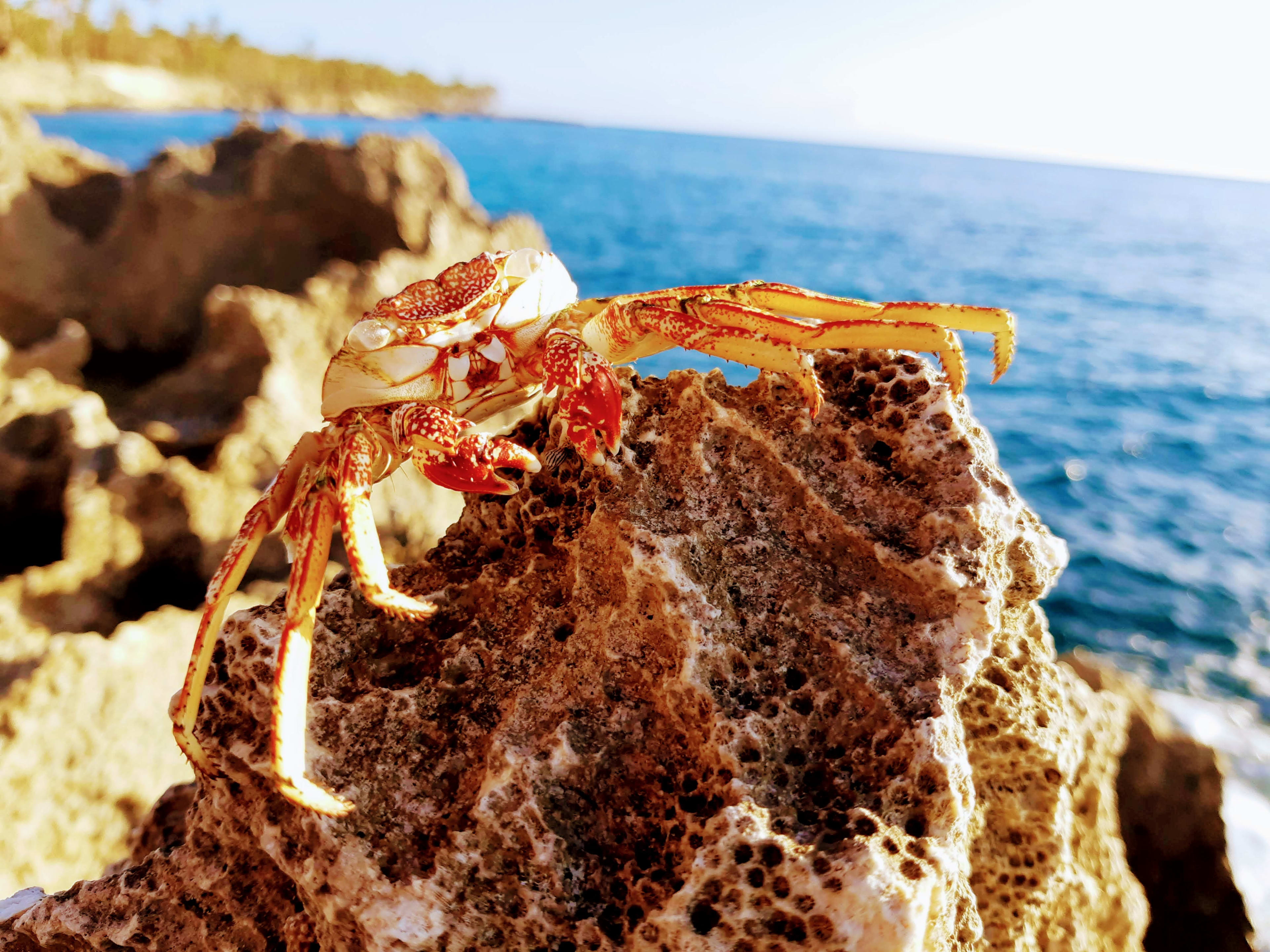 Sally Lightfoot Crab