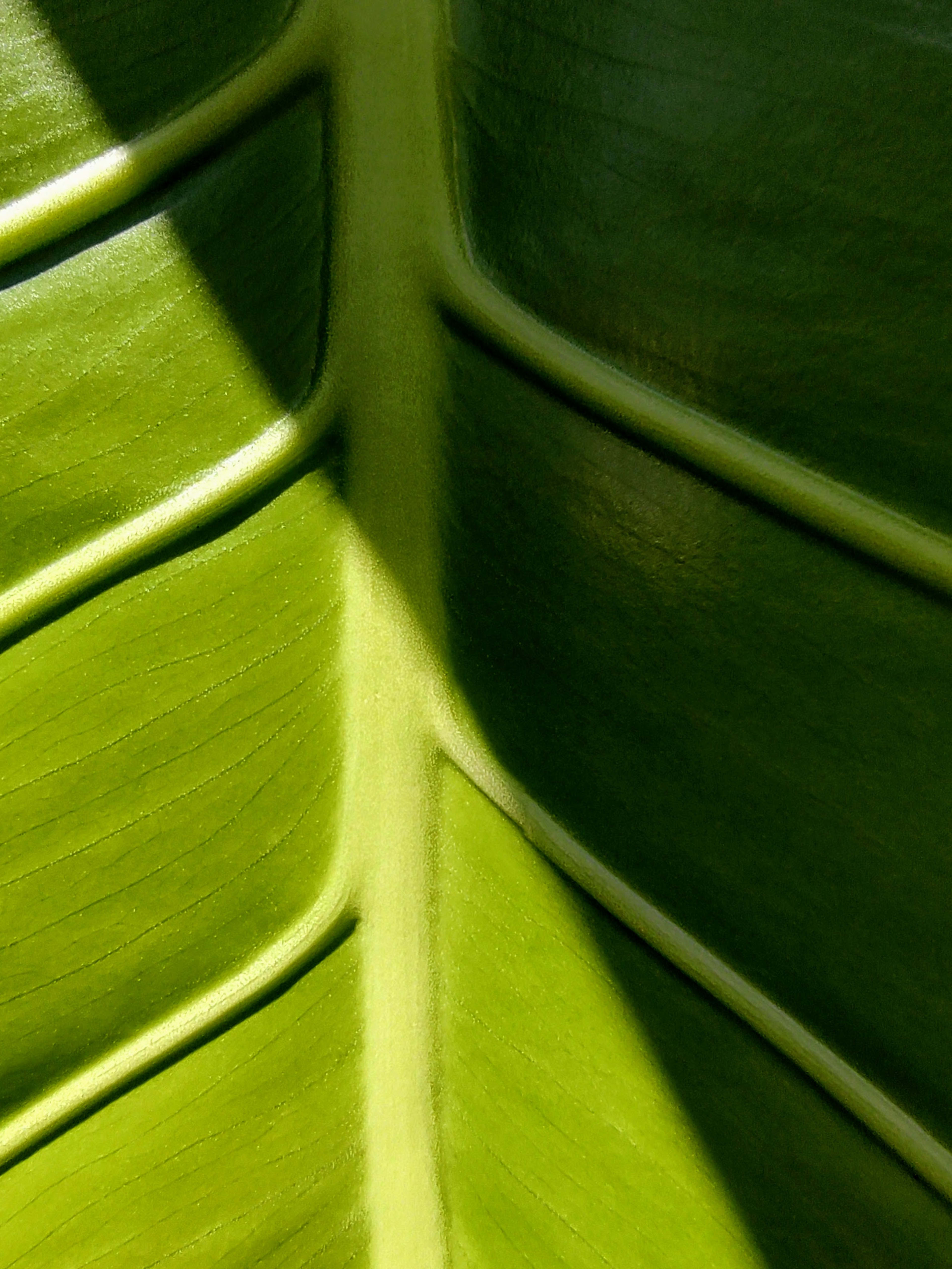 Arquitectura Orgánica en Verde Intenso