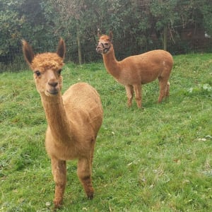 Alpaca Wrangler Experience Near York