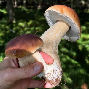 Half Day Foraging Experience in Huddersfield with Foraged Lunch