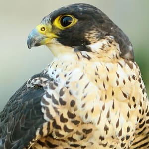 Falconry Taster Experience in Cheshire
