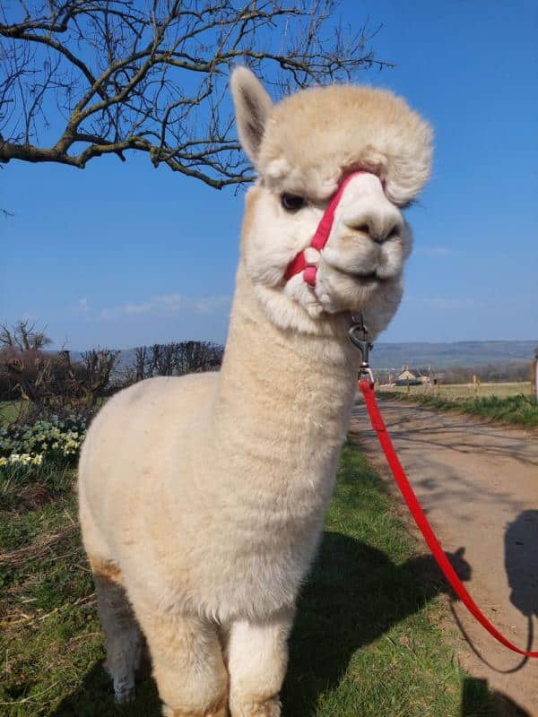 Morning Alpaca Walks Near York