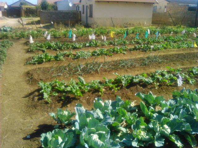Jabulani Dlamini Our crops as of December 2014, 3 months after the cleaning up campaign