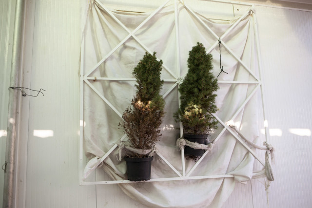Claire Eggers There is architecture for plants, too