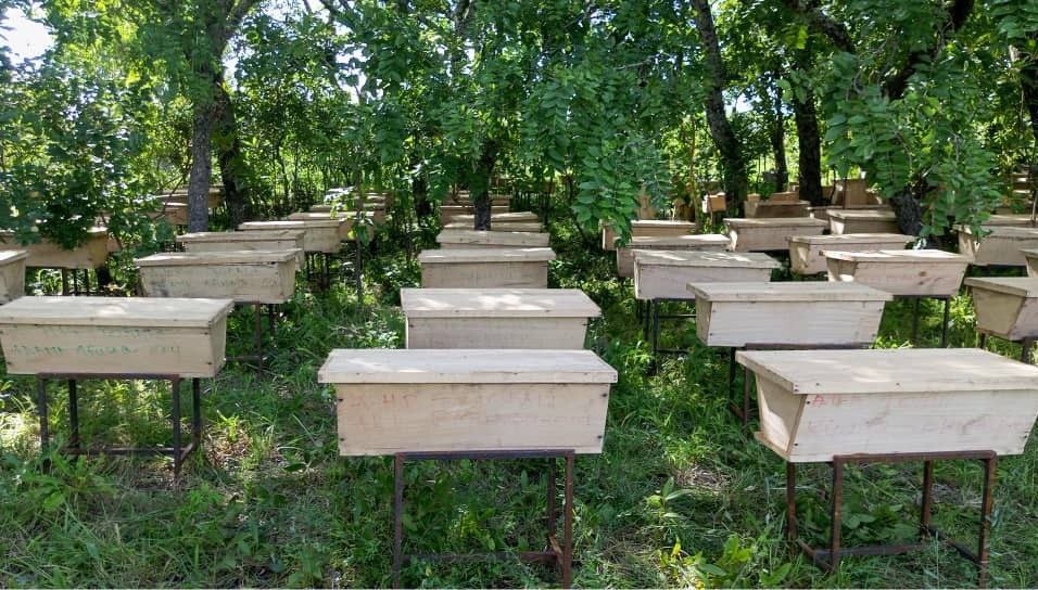 Beekeeping services