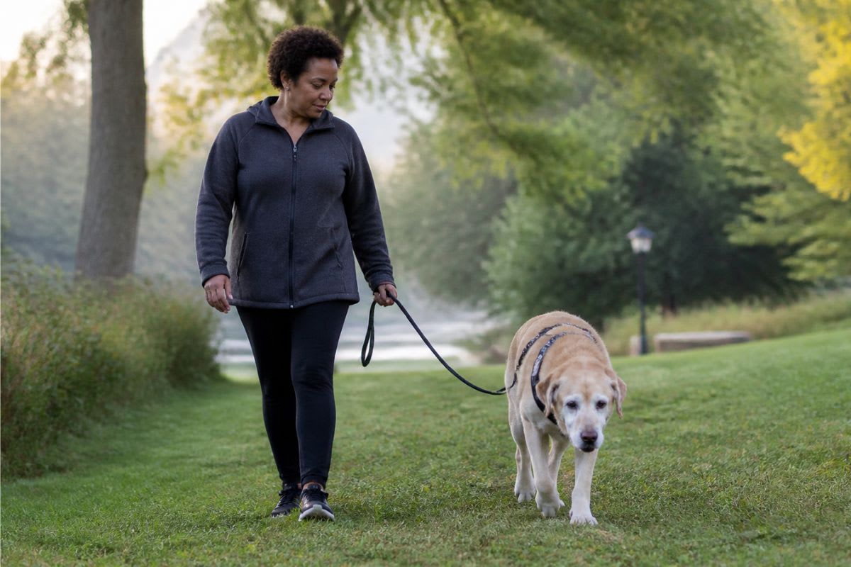Exercise for dogs with arthritis: a senior Labrador walking slowly on a leash on a soft grass path with its owner