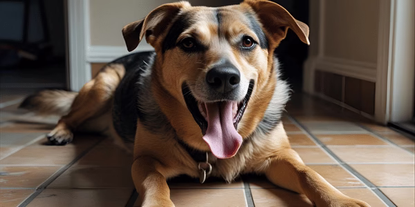 Anxious adopted shelter dog panting excessively indoors despite cool temperature