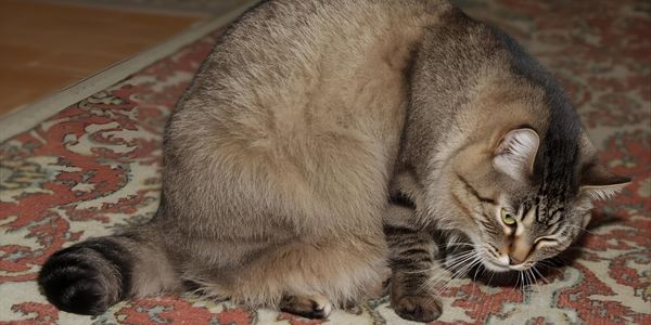 A very round, overweight tabby cat trying unsuccessfully to groom its own lower back.