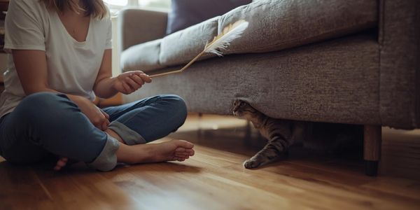 Person using feather wand toy to gently engage and coax out hiding cat showing proper interaction technique