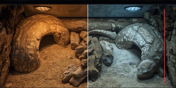 Reptile enclosure showing two hides correctly placed on both warm and cool sides for proper thermoregulation and security