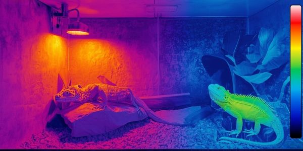 Infrared thermal image showing proper temperature gradient in reptile enclosure from hot basking zone to cool retreat area