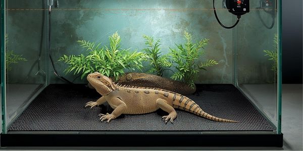 Cross-section diagram showing correct heat mat installation under reptile tank