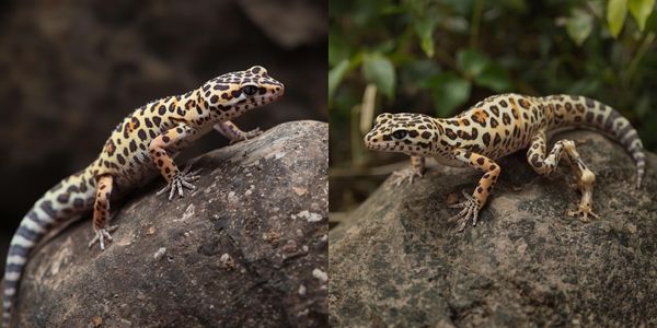 Visual comparison of healthy reptile versus reptile with metabolic bone disease MBD