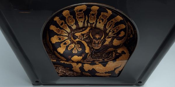 Ball python in correctly sized tight-fitting hide for security